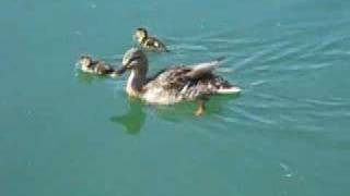 Canard colvert en famille [upl. by Bailey]