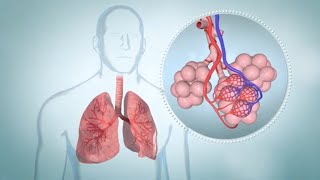 COPD How It Affects the Lungs Symptoms and Stages [upl. by Bibah]