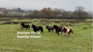 Shetland Ponies Zoomimg Around TV Episode 467 [upl. by Rdnaskela]