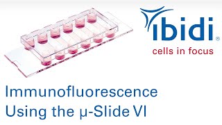 ibidi  cells in focus Immunofluorescence Using the µSlide VI [upl. by Ferino]