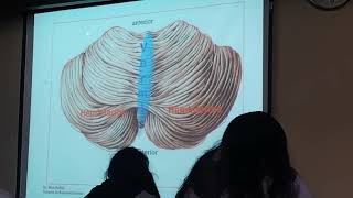 Cerebelo pt 1 teoría 2407 [upl. by Natsreik]