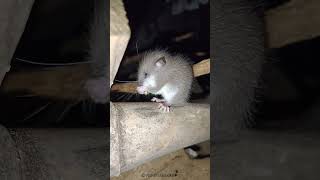 Dormouse nature naturephotography animals reels kerala [upl. by Yecam]