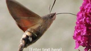 Hummingbird Hawk Moth [upl. by Forward737]