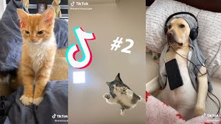 THE BEST CAT AND DOG TIK TOKS  Animal Tik Toks Compilation 2 [upl. by Aidyn688]