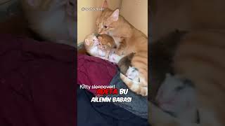 Kedi Ailesinin Beklenmedik Kahramanı❤️ [upl. by Eenad]