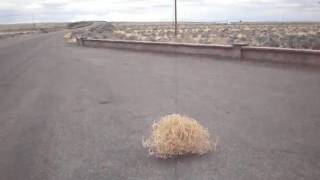 Tumbleweed in Slow Motion  P4060382 [upl. by Marshal]