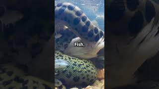 MindBlowing Facts About Green Anacondas [upl. by Nenad387]