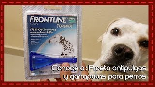 Conoce a Pipeta antipulgas garrapatas y piojos para perros Frontline [upl. by Einwahs]