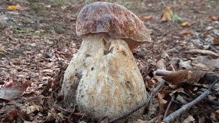 Funghi porcini Η τελευταία μανιταροεξόρμηση για τον φετινό Σεπτέμβρη29 Settebre 2024 prt1 [upl. by Ysabel]