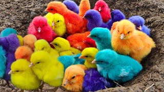 Menangkap ayam lucu ayam warna warni ayam rainbow bebek angsa ikan hias ikan cupang Kelinci [upl. by Yrod]