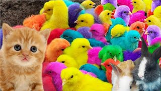 Menangkap ayam lucu ayam warna warni ayam rainbow bebek angsa ikan hias ikan cupang [upl. by Yeaton]