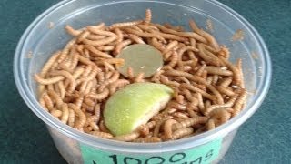 Mealworms winter packing from The Worm Lady [upl. by Lebatsirc]