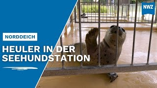 Jupp und Franz sind die ersten Heuler in der Seehundstation Norddeich [upl. by Kcirdahs]