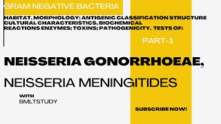 Neisseria Uncovered The Ultimate Deep Dive into Gonorrhea amp Meningitis Bacteria [upl. by Roger439]