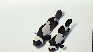 Black Snowflake Clownfish WYSIWYG Captivebred Pair at Pacific East Aquaculture [upl. by Kerwin34]