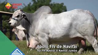 Apolo Fiv Navirai [upl. by Assej]