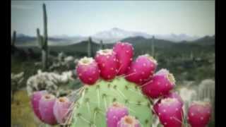 Nopal Cactus Health Benefits of the Nopal Cactus [upl. by Isoais]