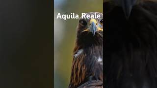 Aquila Reale Un Viaggio Epico [upl. by Debora]