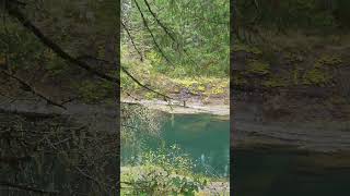 Cowichan River at Skutz Falls entrance [upl. by Strepphon]