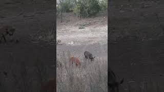 Compatto 22 Air Rifle Drops a Hog [upl. by Refinaj]