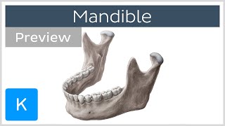 Mandible structure and bony landmarks preview  Human Anatomy  Kenhub [upl. by Haines]