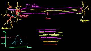 Скачкообразная проводимость в нейронах [upl. by Dickens]