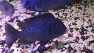 Placidochromis phenochilus mdoka white lips [upl. by Isej]