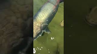 Arapaima Gigas  A true River monster monsterfish rarefish bigfish [upl. by Gerdi]