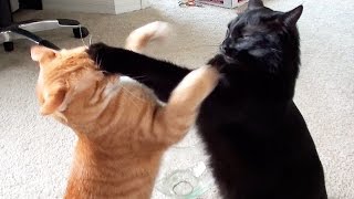 EPIC Cat Fight Compilation  Cole and Marmalade [upl. by Ahseuqram178]