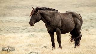 Wild Mustangs reunite at Skydog Sanctuary [upl. by Cyma]