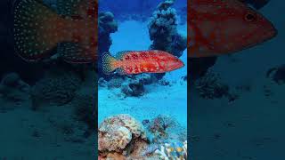 Eilat mix6  Marine life redsea scubadiving [upl. by Sorenson304]