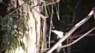 Greater Glider in Southern NSW [upl. by Alfeus]