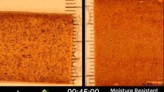 Realtime thickness swelling of Tricoya and moisture resistant MDF [upl. by Pressey159]