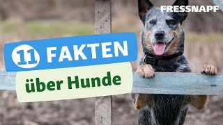 Elf spannende Fakten über Hunde Das solltest du wissen [upl. by Ainesey]