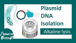 Plasmid DNA isolation  Alkaline lysis method  molecular biology [upl. by Arraek995]