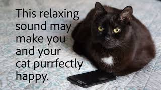 10 Hours of Cat Purring  The purrfect Sound for you and your cat to relax to sleep relax purr [upl. by Franck]