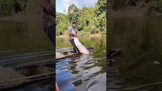 Big sea fish catching kerala big fish fishing fishing shorts viralvideo [upl. by Anihcak]