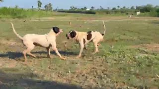 Ready For Season Bully Kutta Daaku Owner Ch Mane Jutt Pak Shenshah group 2024 by fmnewstv [upl. by Bernard659]