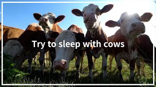 6hrs Cow videos ver2 🐮🐄 Cows mooing amp grazing in a field 🌿 Nature sounds amp white noise🌾 Relaxing🍂 [upl. by Alvin]