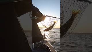 Exciting Walleye Catch Jigging Rap Fishing shorts fishingtechniques [upl. by Shama]