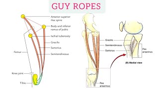 GUY ROPES muscles of lower limb anatomyPes anserinus and guy ropes function Anatomy of lower limb [upl. by Areyk]