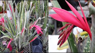 Bromeliad Care and Bloom Guide [upl. by Tyne609]