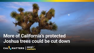 California protects its Joshua trees A new bill could allow more to be cut down for development [upl. by Aicilaanna]