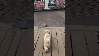 Tintin First Time Lonch E uthlo🐕 লঞ্চ এ উঠলো Tintin🐕  youtubeshorts doglover lonch speedboat [upl. by Scurlock949]