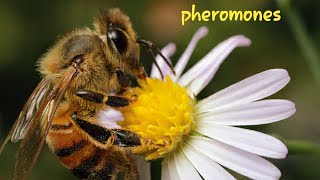 PHEROMONESANIMAL BEHAVIOR  CHEMICAL SIGNALS SCIENCEBIOLOGY [upl. by Absa342]