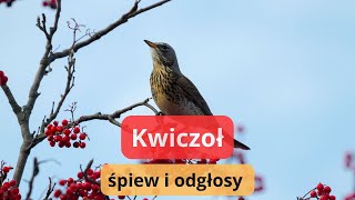 Kwiczoł odgłosy  śpiew kwiczoła  jak wygląda ten ptak [upl. by Whitford]