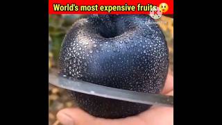 Most expensive fruits of the World😲shorts facts expensive fruit youtubeshorts knowledge fact [upl. by Annaehs]