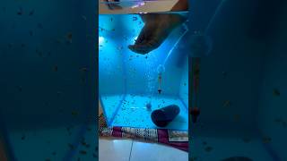 FEEDING DECAP ARTEMIA BEST food for POLAR PARROT fish babies [upl. by Ecinnej]