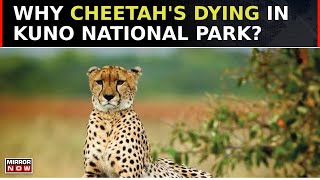 Cheetahs Loosing Lives In Kuno National Park Why Big Cats Dying In Madhya Pradesh  Top News [upl. by Bekaj]