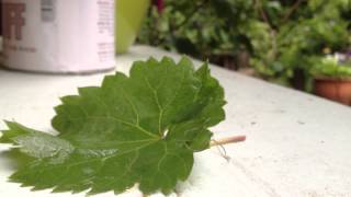 Seattle Horsehair worm Gordiid 6 23 2012 [upl. by Nitsreik]